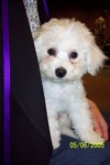 5/6/2005: At the Bichon Nationals, happy to have a new lap.