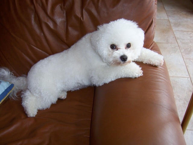 10/09/2006: After a good haircut, longing to go out in the rain--where we won't let him go.