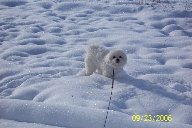 9/23/2006: Romping in the snow at 9700 feet up in the Rockies--on the last day of summer!