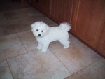 6/6/2005: Qbit In the kitchen at 4 months