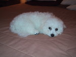 6/11/2005: Post-bath and brush, sacking out 